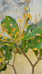 Asteropeia amblyocarpa