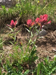 Castilleja rhexiifolia