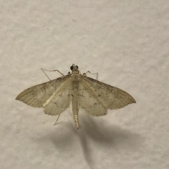 Lepidoptera
