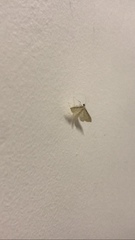 Lepidoptera