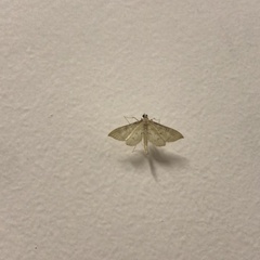 Lepidoptera