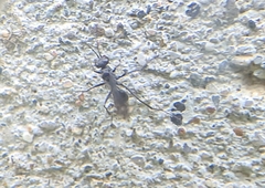 Auplopus carbonarius
