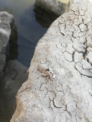 Onychogomphus forcipatus