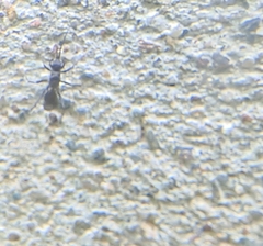 Auplopus carbonarius