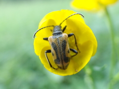 Brachyta interrogationis