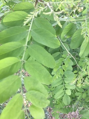 Robinia