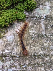 Entomophaga maimaiga