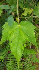Hibiscus surattensis