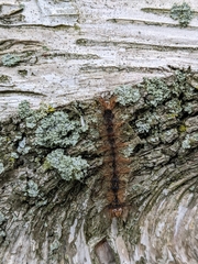 Entomophaga maimaiga