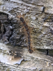 Entomophaga maimaiga