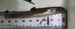Cobitis taenia