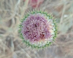 Onopordum cynarocephalum