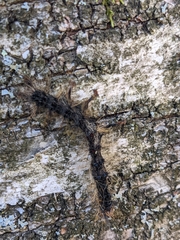 Entomophaga maimaiga