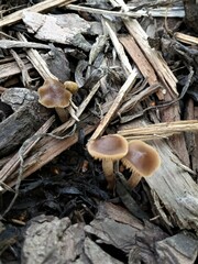 Psilocybe