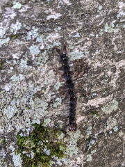 Entomophaga maimaiga