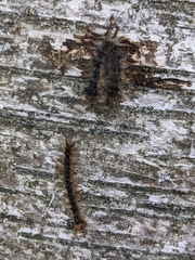 Entomophaga maimaiga