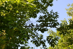 Dumetella carolinensis