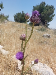 Onopordum cynarocephalum