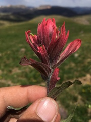 Castilleja rhexiifolia