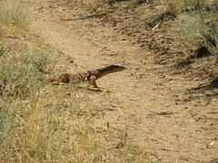 Varanus griseus caspius
