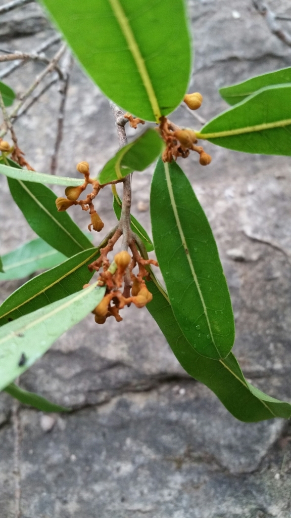 Aspidostemon