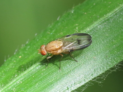 Minettia inusta