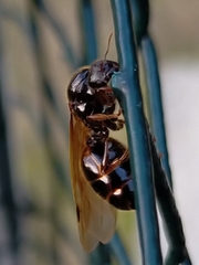 Pheidole antipodum