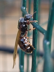 Pheidole antipodum