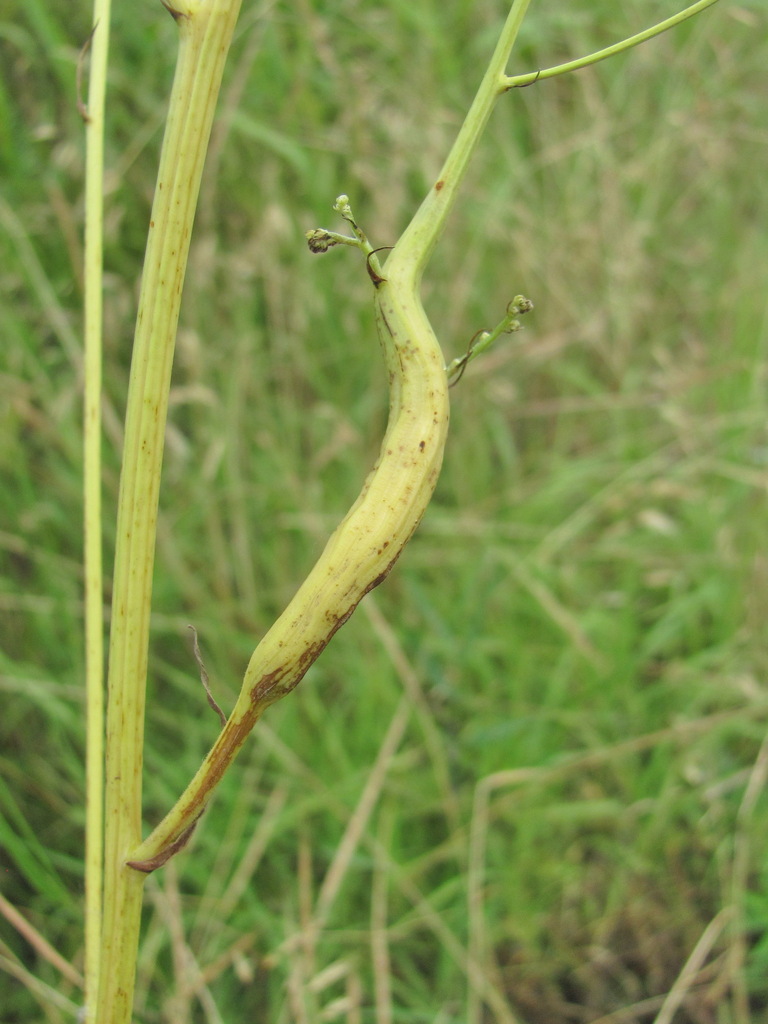 Timaspis rufipes