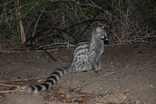 Genetta felina