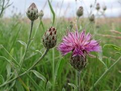 Centaurea stereophylla