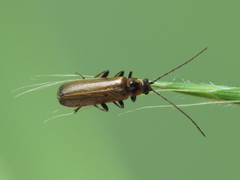 Rhagonycha gilvipennis