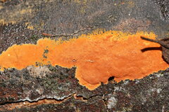 Hypoxylon crocopeplum