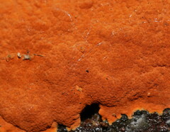 Hypoxylon crocopeplum