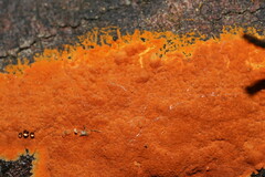 Hypoxylon crocopeplum