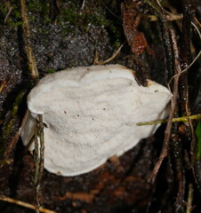 Postia lactea