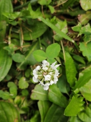 Trifolium repens