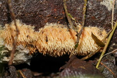 Dentipellicula leptodon