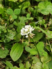 Trifolium repens