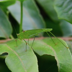 Phaneroptera brevis