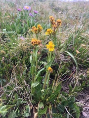 Packera dimorphophylla