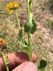 Packera dimorphophylla