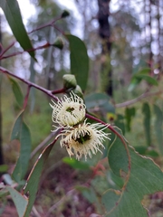 Eucalyptus megacarpa