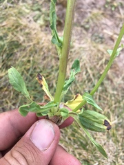 Packera dimorphophylla