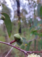 Eucalyptus megacarpa