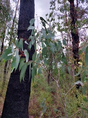 Eucalyptus megacarpa