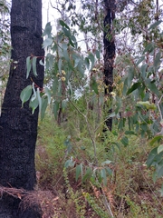 Eucalyptus megacarpa