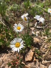 Erigeron melanocephalus