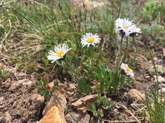 Erigeron melanocephalus