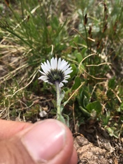Erigeron melanocephalus